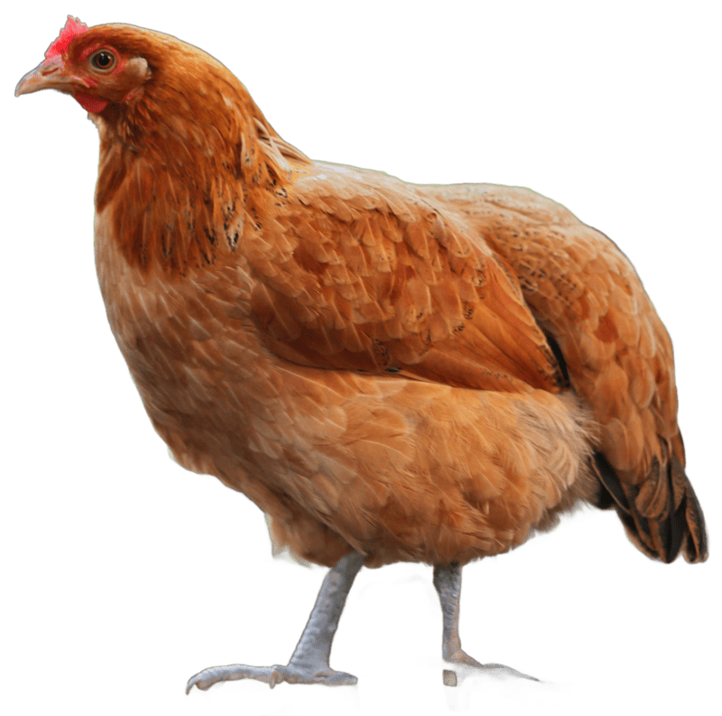 Aves de corral