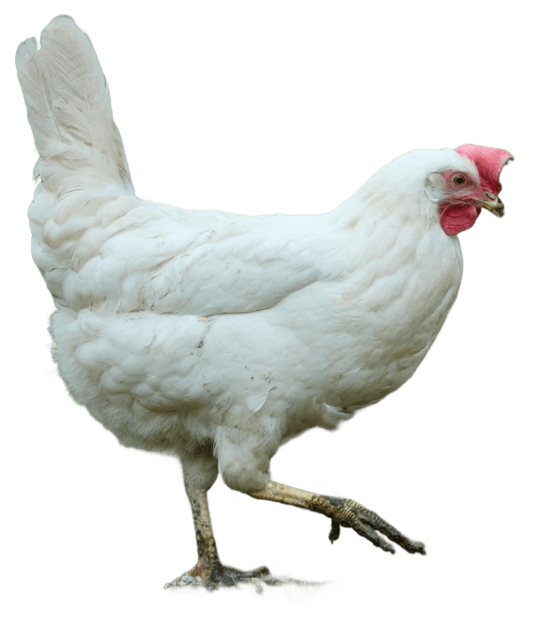 Pollos de engorde